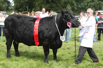 Antrim Show
